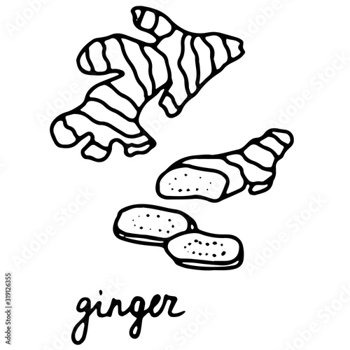 Hand drawn isolated indian food icon. Black outline illustration of indian spice. Fresh ginger root icon