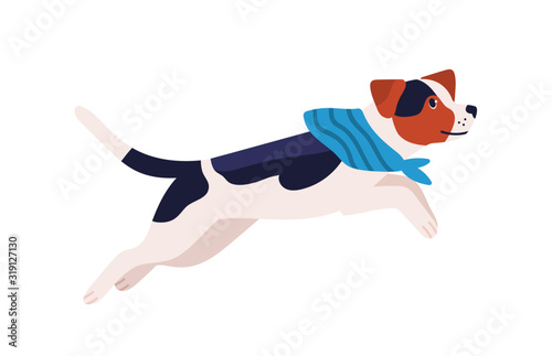 Adorable playful beagle dog breed in scarf isolated on white