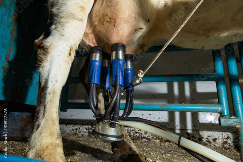 vier Melkbecher am Euter der Kuh, Milchgewinnung mit Unterdrck in der Milchwirtschaft photo