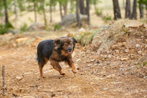 dog in the forest running