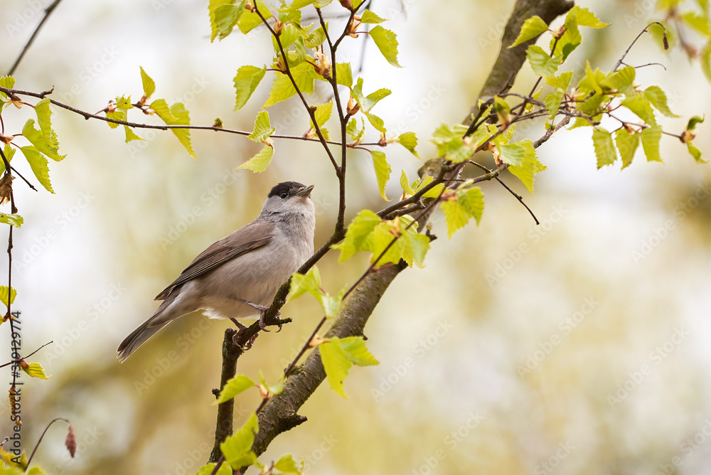 Eurasian Blackcap Male Singing,Spring Season (Sylvia atricapilla) Eurasian Blackcap Male Singing,Spring Season (Sylvia atricapilla)