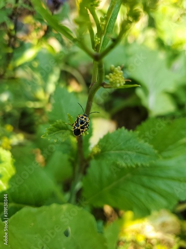 Black and yellow stink bug in the garden.