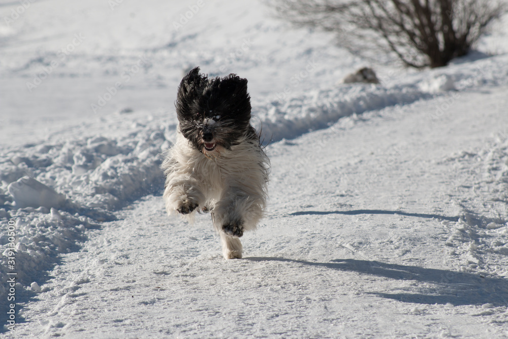 Happy Ponscha (PON / Schapendoes) running in snow