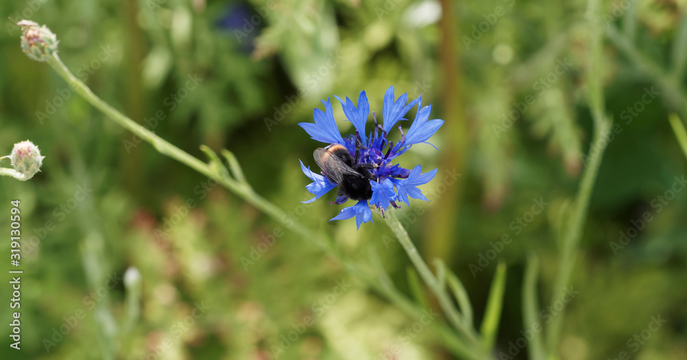Obraz premium (Centaurea montana) Centaurée des montagnes visitée par un bourdon attiré par les parfums de son nectar et récoltant son pollen