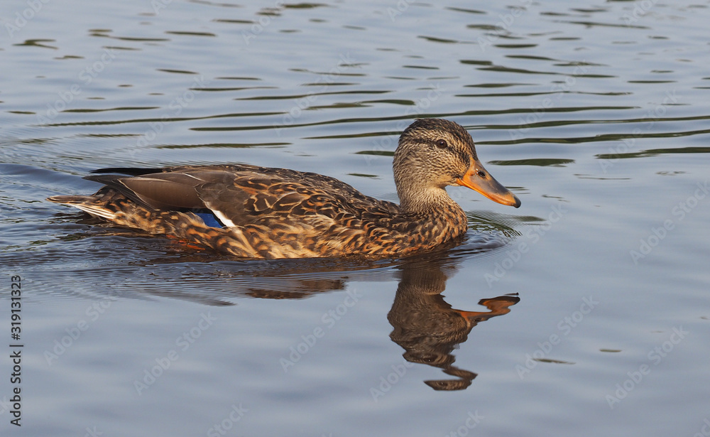 Mallard duck on the river Mallard duck on the river
