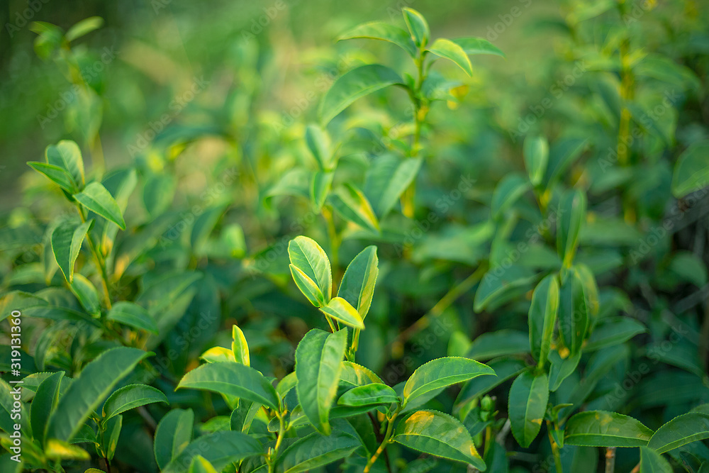 close up fresh tea bud field defocus background yellow gold bokeh sunlight scene. close up fresh tea bud field defocus background yellow gold bokeh sunlight scene.