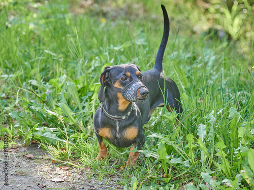 Dachshund dog on the road in the forest. summer