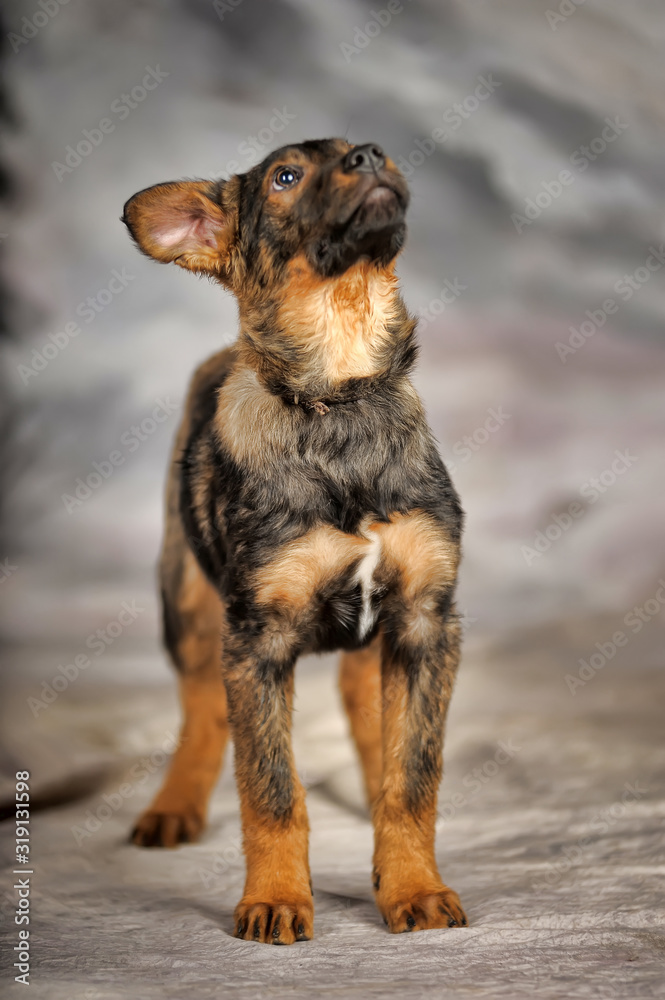 brown puppy mongrel on a winter background brown puppy mongrel on a winter background