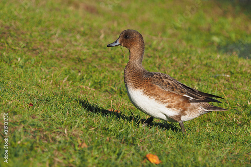 Eurasian wigeon in a park by the river