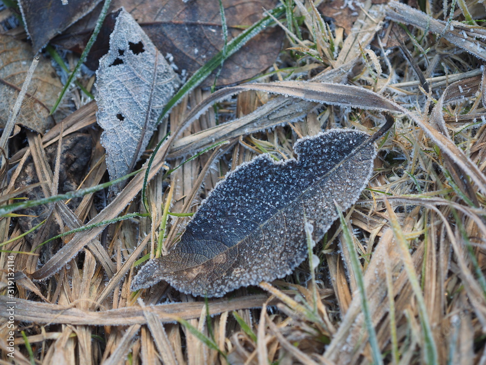 dry leaf in hoarfrost on the ground