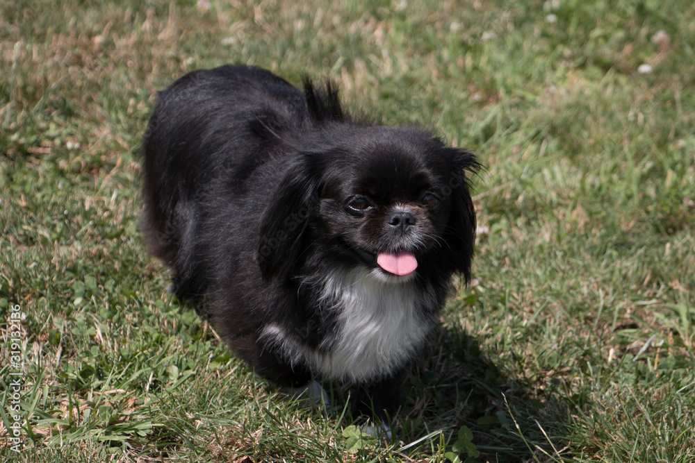 Obraz premium Mixed breed playing in meadow
