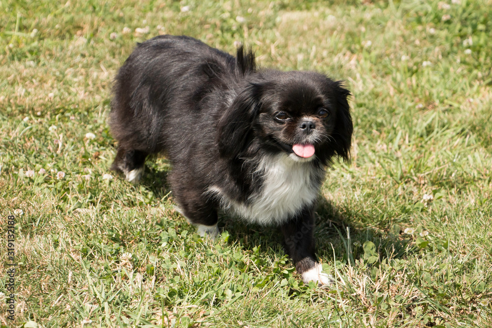 Mixed breed playing in meadow Mixed breed playing in meadow