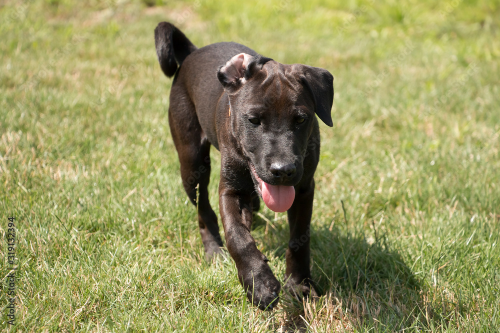 © Jackie - Puppy dog running in meadow © Jackie - Puppy dog running in meadow