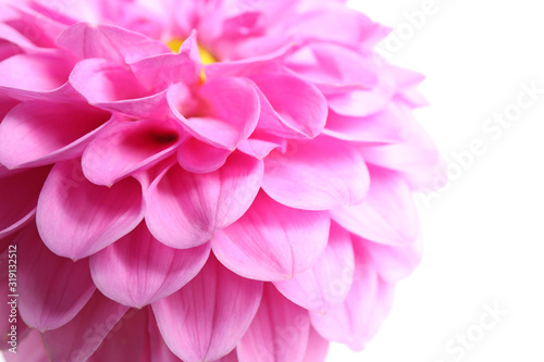 Beautiful pink dahlia flower on white background, closeup view