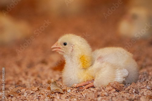 young chicks at a barn in a poultry farm