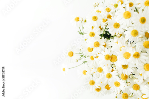 Closeup of chamomile daisy flowers on white background. Minimal floral composition.