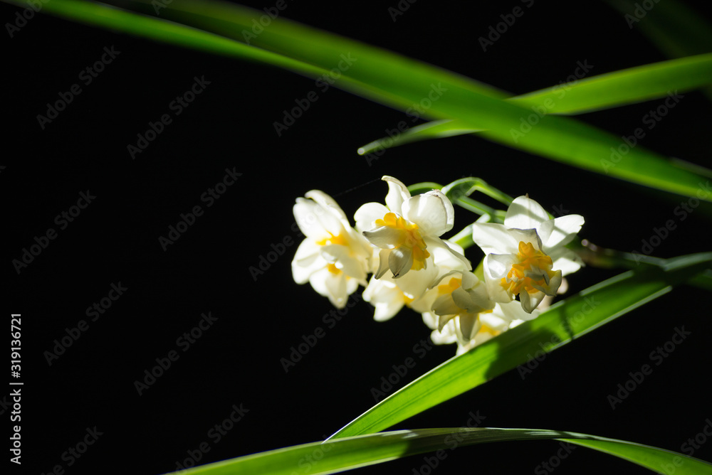 Obraz premium 夜の水仙