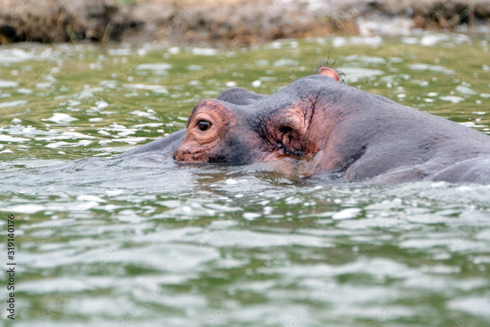Nile hippo, Queen Elizabeth National Park, Uganda Nile hippo, Queen Elizabeth National Park, Uganda