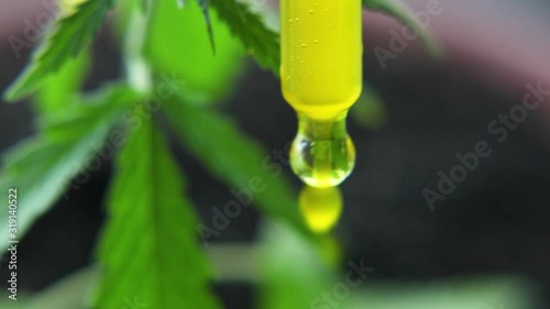 Concept of herbal alternative medicine, CBD oil. Macro close up of droplet dosing biological and ecological hemp plant herbal pharmaceutical CBD oil from jar