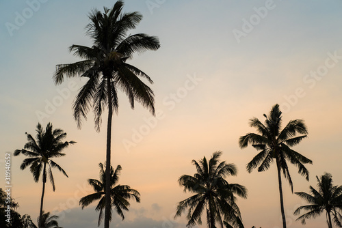 Tropical palm trees at sunset © ancamilushev