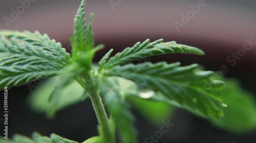 Cannabis in natural conditions. Leaves of hemp in the wind. Cannabis commercial grows. Concept of herbal alternative medicine, CBD oil