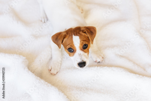 Adorable puppy Jack Russell Terrier on the white blanket.