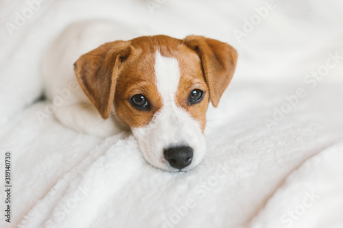 Fotografie, Obraz Adorable puppy Jack Russell Terrier on the white blanket.
