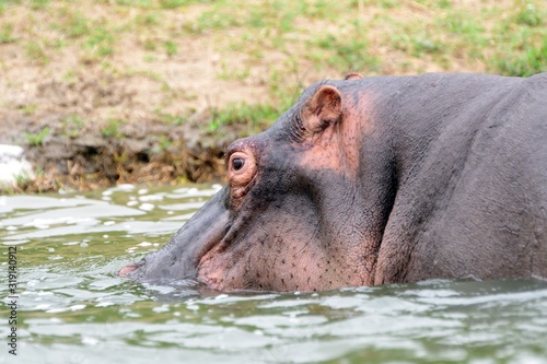 Nile hippo, Queen Elizabeth National Park, Uganda © nyiragongo