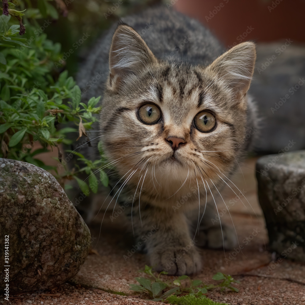 Sneaking tabby kitten in a garden