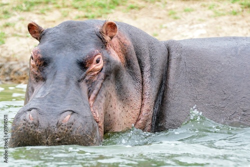 Nile hippo, Queen Elizabeth National Park, Uganda
