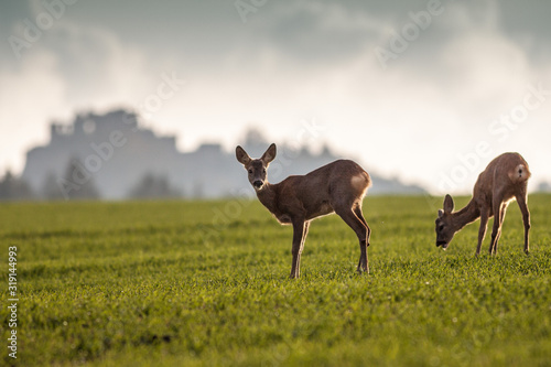 Foto Two roe deers on the field with castle in background Roe deer (Capreolus capreol