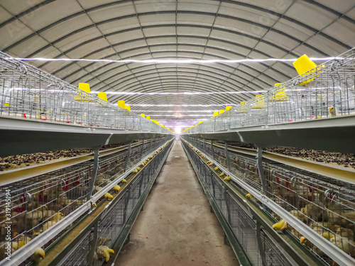 chicken  farm