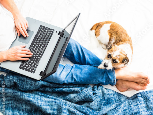 Mann mit Laptop auf den Knien und einem kleinen Hund auf einem Bett, Zuhause, Homeoffice photo