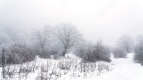 Wallpaper Mural Icy trees in a foggy winter forest Torontodigital.ca