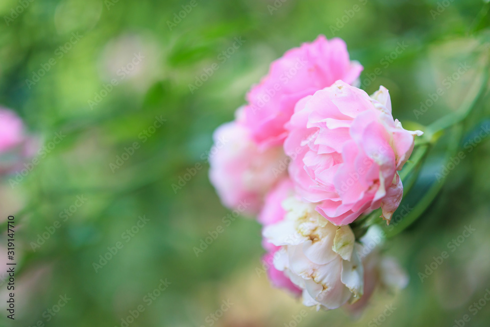 Beautiful pink roses flower in the garden Beautiful pink roses flower in the garden