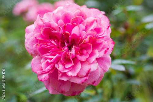 Beautiful colorful pink roses flower in the garden