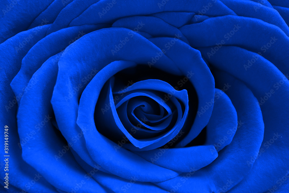 Rose in trendy color - classic blue. Background. Rose in trendy color - classic blue. Background.