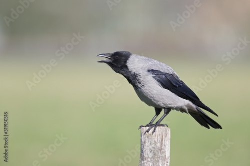 A Hooded crow perched on a wooden pole in the centre of the city Berlin. © Bouke