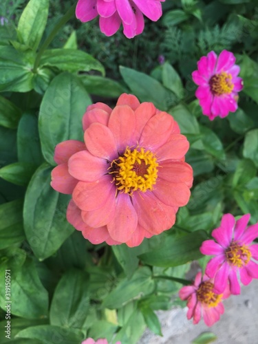 Zinnia Flower