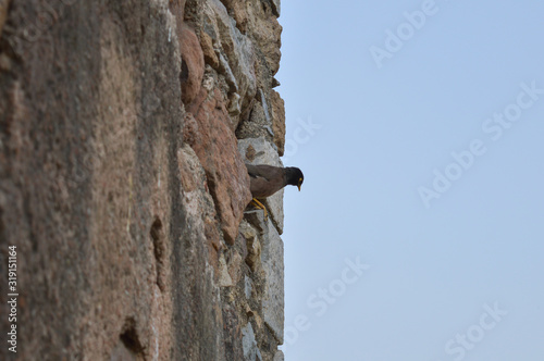 A pigeon is siting at hauz khas lake and garden from the hauz khas fort at hauz khas village at winter foggy morning. photo