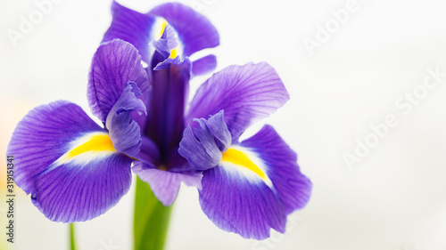 banner blue irises on a light background with place for text. selective focus macro