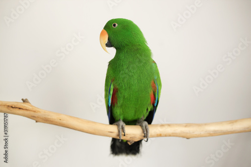 captive bred male green eclectus parrot (Eclectus roratus) sitting on a branch