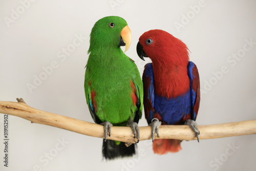 two captive bred pet sexually dimorphic Eclectus roratus parrots sitting on a branch, one is male green eclectus parrot the other is a female red and blue eclectus parrot
