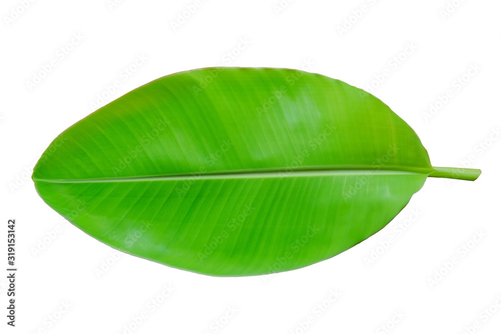 Fototapeta premium banana leaf on isolated white background 