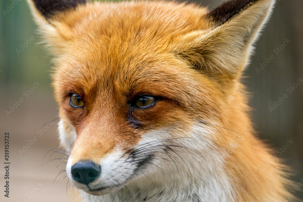  portrait of a wild animal red fox