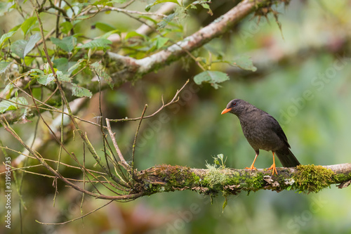 Great Thrush - Turdus fuscater, large brown thrush from  South America forests, eastern Andean slopes, Guango lodge, Ecuador.