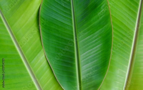 Closeup fresh banana leaf texture background. Nature of tropical plant. Green organic banana leaf pattern detail for spa wallpaper. Tropical plant in jungle.