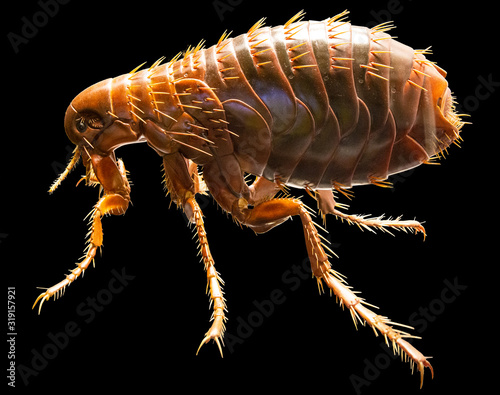 Full medically accurate isolated Model of a Flea photo