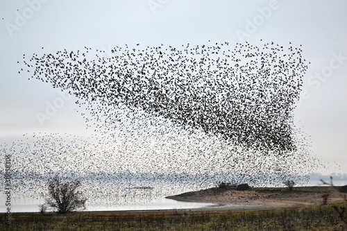 Murmuration of Starlings at a lake