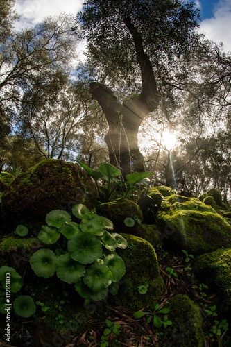 bosco, alberi, nuraghe, santa cristina